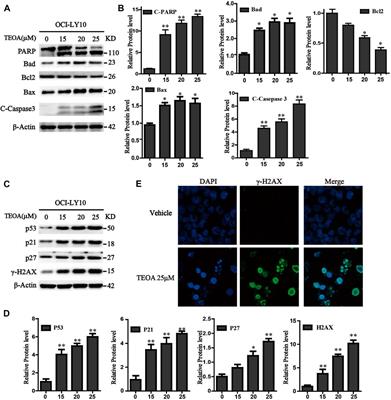 Frontiers Corrigendum Teoa Inhibits Proliferation And Induces Dna